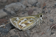 Hesperia uncas lasus