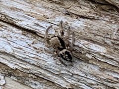 Habronattus pyrrithrix