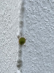 Edessa rufomarginata