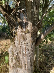 Prunus domestica