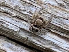 Habronattus pyrrithrix