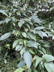Cornus macrophylla