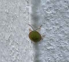 Edessa rufomarginata