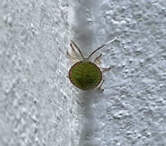 Edessa rufomarginata