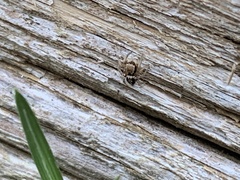 Habronattus pyrrithrix