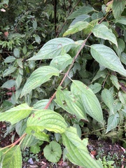 Cornus macrophylla