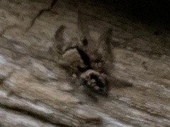 Habronattus pyrrithrix