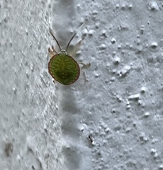 Edessa rufomarginata