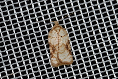 Acleris