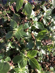 Parietaria judaica