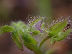 Nemophila breviflora