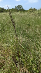 Philydrum lanuginosum