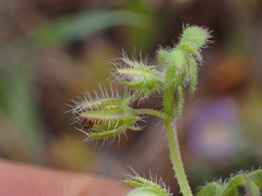 Nemophila breviflora