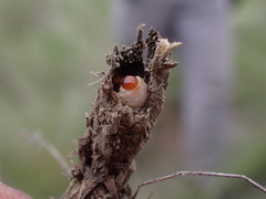Mecinus janthiniformis