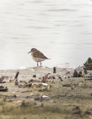 Calidris fuscicollis