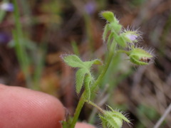 Nemophila breviflora