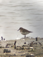 Calidris fuscicollis