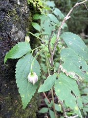Clematis lasiandra