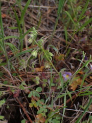 Nemophila breviflora