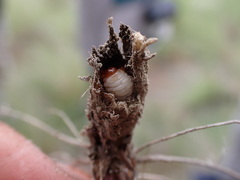 Mecinus janthiniformis