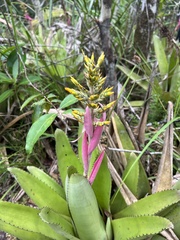Aechmea stenosepala