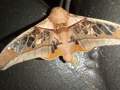 Neorcarnegia basirei