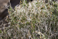 Pleurocoronis pluriseta