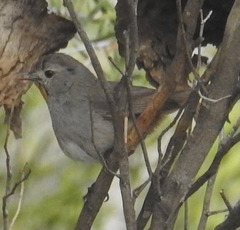 Pyrrholaemus brunneus