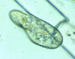 Paramecium