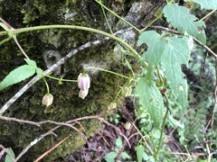 Clematis lasiandra