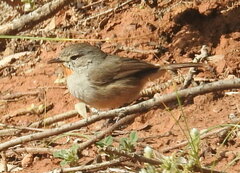 Pyrrholaemus brunneus