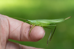 Neoconocephalus nebrascensis