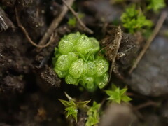 Sphaerocarpos texanus