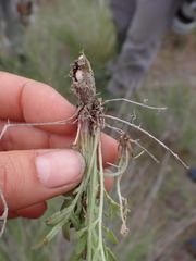 Mecinus janthiniformis