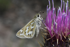 Hesperia uncas lasus