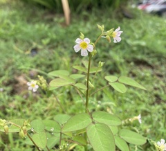 Oxalis barrelieri