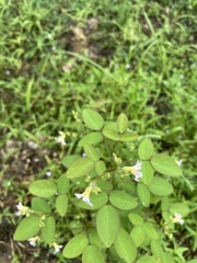 Oxalis barrelieri