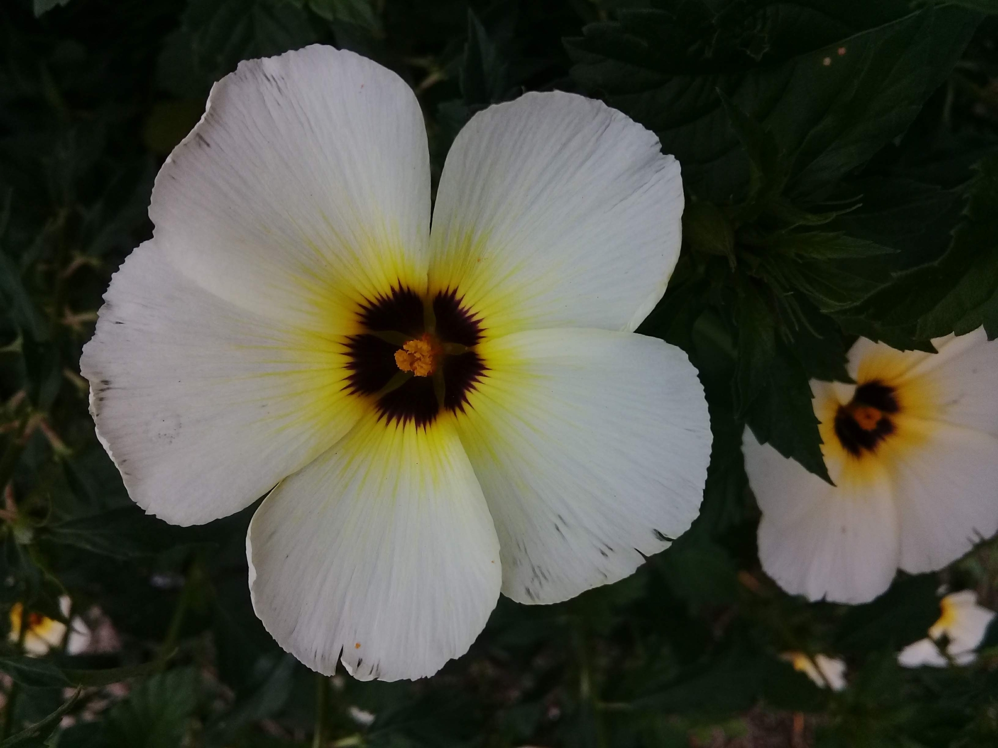 Turnera subulata