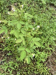 Oxalis barrelieri