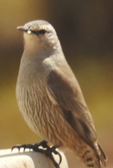 Climacteris picumnus