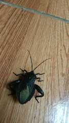 Pachylis pharaonis