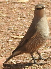 Climacteris picumnus