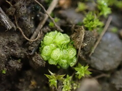 Sphaerocarpos texanus