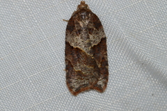 Acleris maccana
