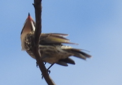 Acanthagenys rufogularis