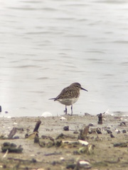 Calidris fuscicollis
