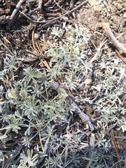 Lupinus lepidus