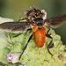 Trichopoda pennipes - Photo (c) Judy Gallagher, μερικά δικαιώματα διατηρούνται (CC BY), uploaded by Judy Gallagher