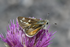 Hesperia uncas lasus