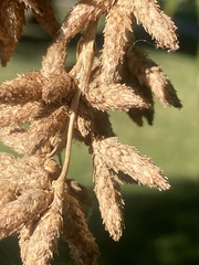 Schoenoplectus californicus